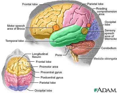 brain-picture